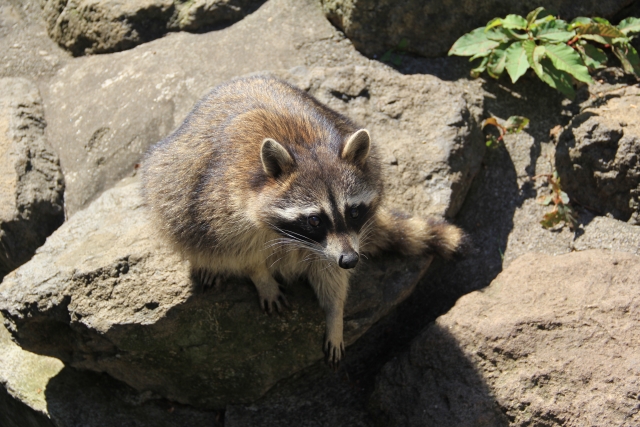 特定外来生物による害獣被害が深刻化。その対策とは｜画像２