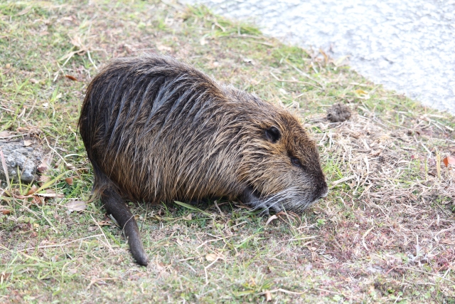 特定外来生物による害獣被害が深刻化。その対策とは｜画像３