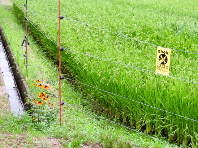 特定外来生物による害獣被害が深刻化。その対策とは｜画像４