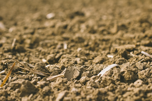 土着菌を活用しよう！土壌づくりに役立つ土着菌のススメ|｜画像２
