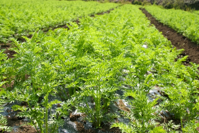 コンパニオンプランツのススメ コンパニオンプランツが役立つのは家庭菜園だけじゃない 農業メディア Think And Grow Ricci