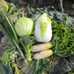 重量野菜の価格の乱高下はなぜ起きる？