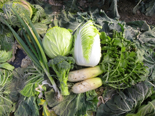 重量野菜の価格の乱高下はなぜ起きる？｜画像１