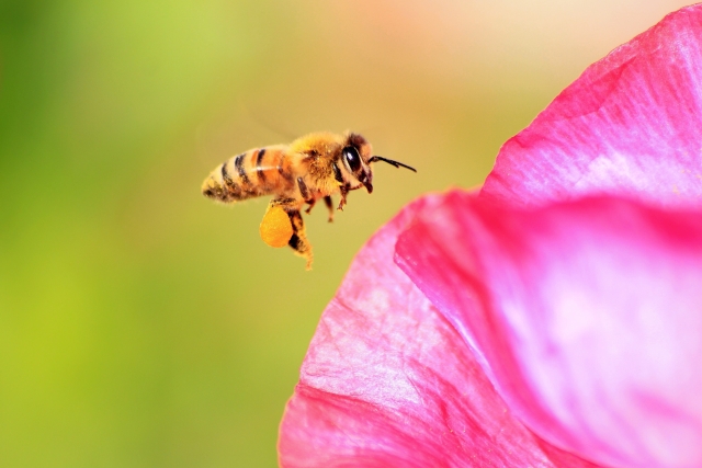 日本の農業における送粉者（昆虫）の重要性とは？｜画像１