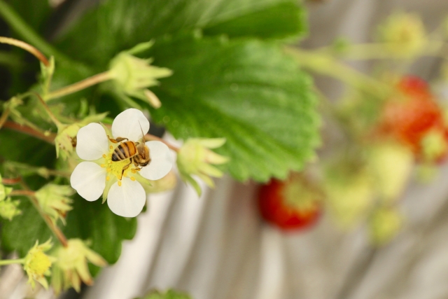 日本の農業における送粉者（昆虫）の重要性とは？｜画像２