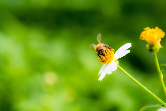 日本の農業における送粉者（昆虫）の重要性とは？｜画像３