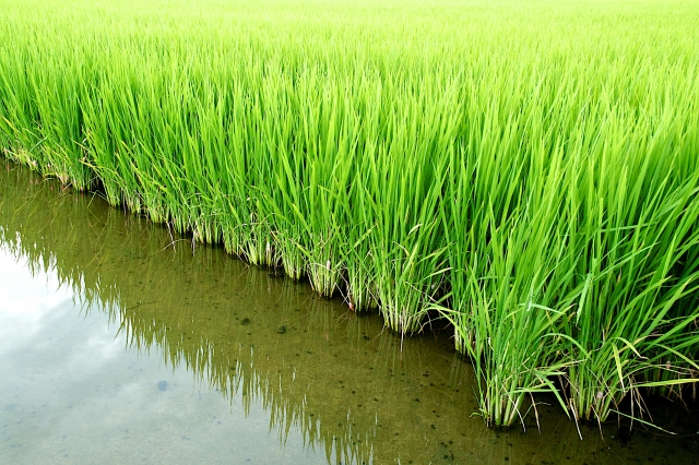 肥料のいらない農業？！光合成細菌を活用した研究に注目｜画像２