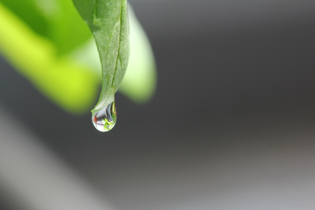 塩害で植物が枯れる！台風シーズンに知っておきたい塩害対策とアフターケアとは|画像３