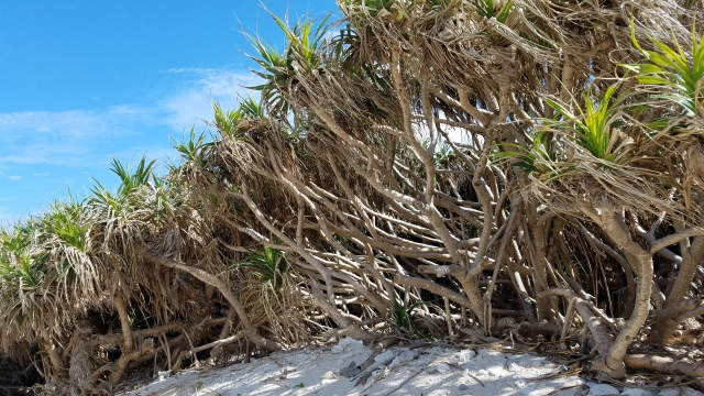塩害で植物が枯れる！台風シーズンに知っておきたい塩害対策とアフターケアとは|画像４