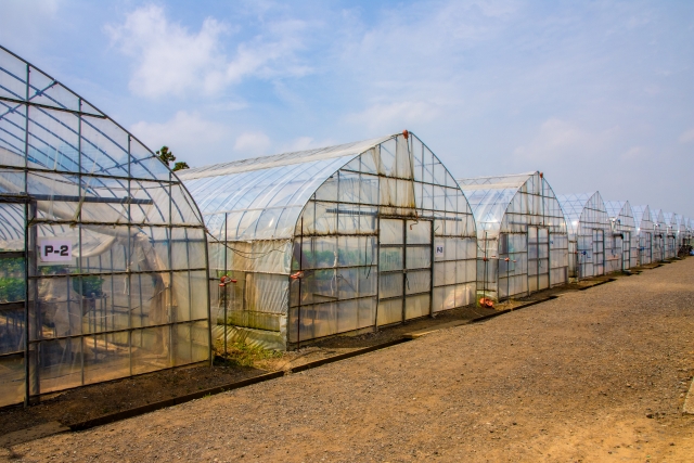 塩害に強い植物・弱い植物まとめ。台風シーズンの塩害を予防するために｜画像３