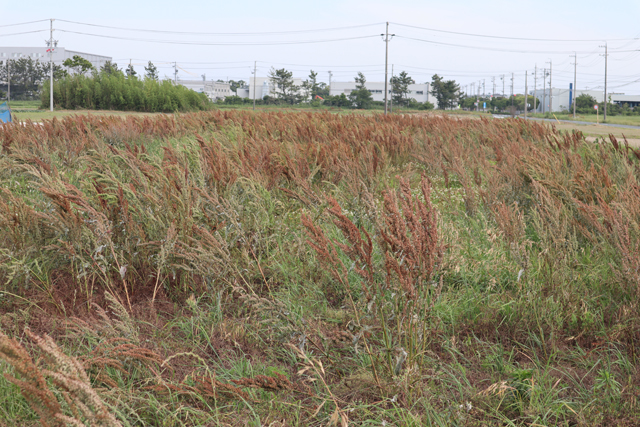 耕作放棄地を借りる際は周辺環境に注意│画像5