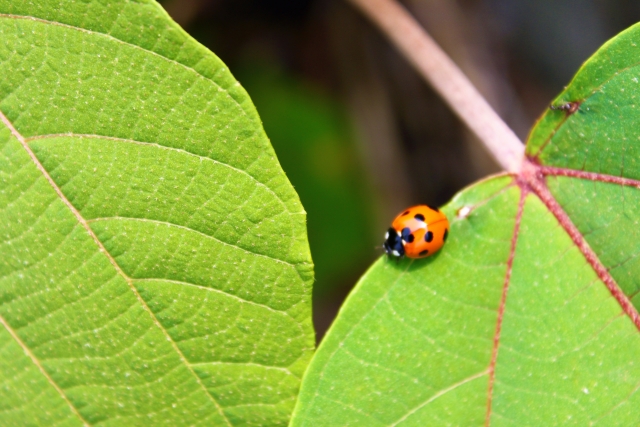 タバコの新たな使い道！？タバコ天然成分による害虫防除|画像２