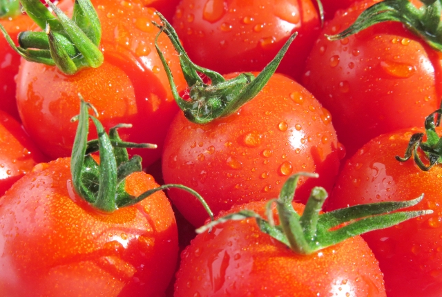 人気の高い「高糖度トマト」の栽培技術｜画像１