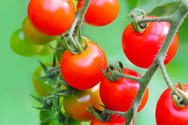 人気の高い「高糖度トマト」の栽培技術｜画像３