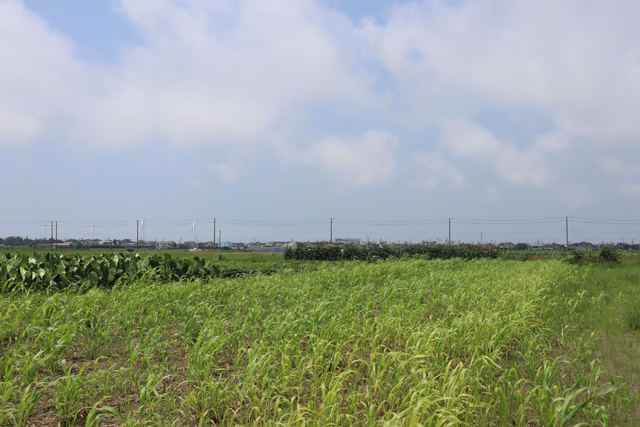 ソルゴーの防風効果と害虫防除効果│画像5