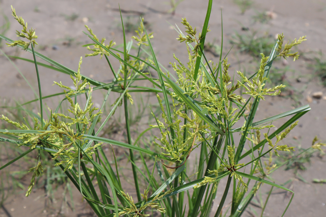 手強いカヤツリグサの除草方法とは？│画像1