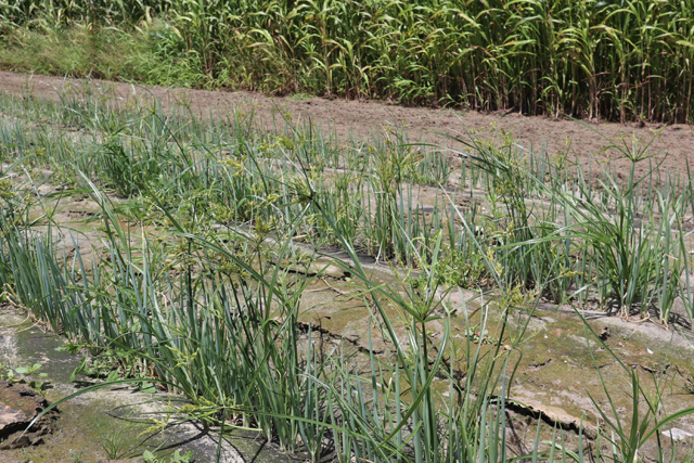 手強いカヤツリグサの除草方法とは？│画像2