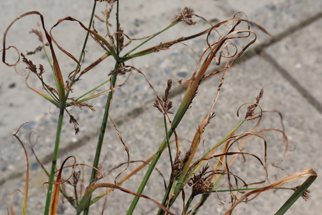 手強いカヤツリグサの除草方法とは？│画像4