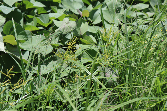 手強いカヤツリグサの除草方法とは？│画像3