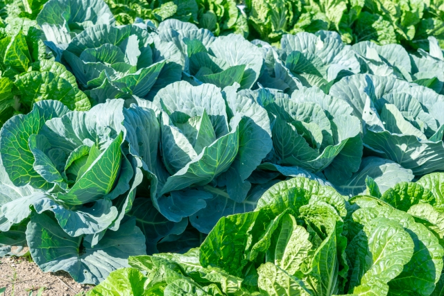 需要高まるカット野菜と規格外野菜の関係｜画像２