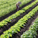 新規就農に興味をもったら、まずは農業体験を〜①群馬県の事例〜