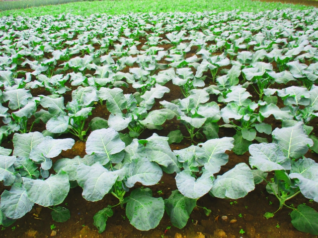 新規就農に興味をもったら、まずは農業体験を〜③埼玉県の事例〜｜画像２