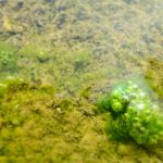 水耕栽培には藻対策が必須！厄介な藻の対策方法を紹介