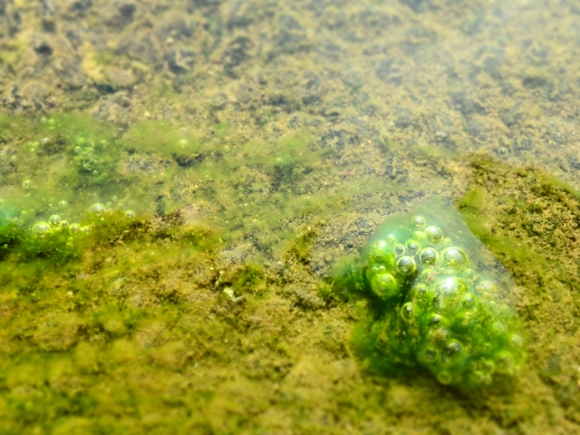 水耕栽培には藻対策が必須！厄介な藻の対策方法を紹介