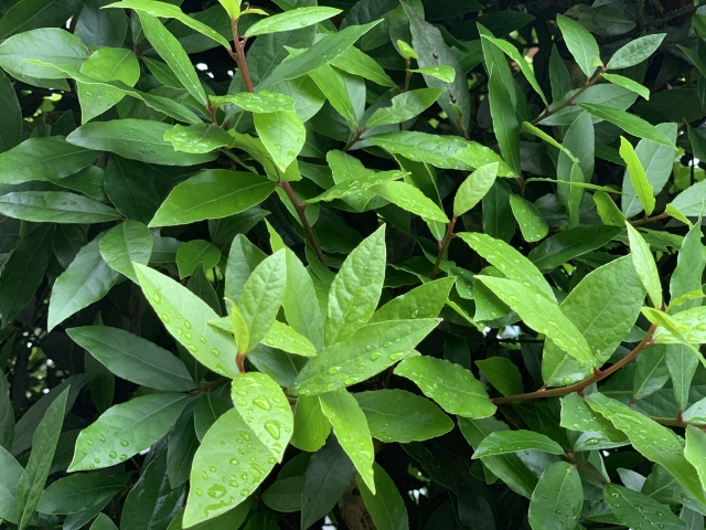 注目高まる葉っぱビジネスとは。外食業界等に重宝されるのは野菜や果物だけではなかった！？｜画像３