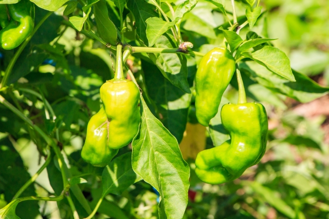 規格外野菜を活用する海外の事例を紹介。日本の食品ロス問題の解決策となるか！？｜画像１