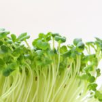 2019年に売れた野菜＆2020年に売れる野菜の予測