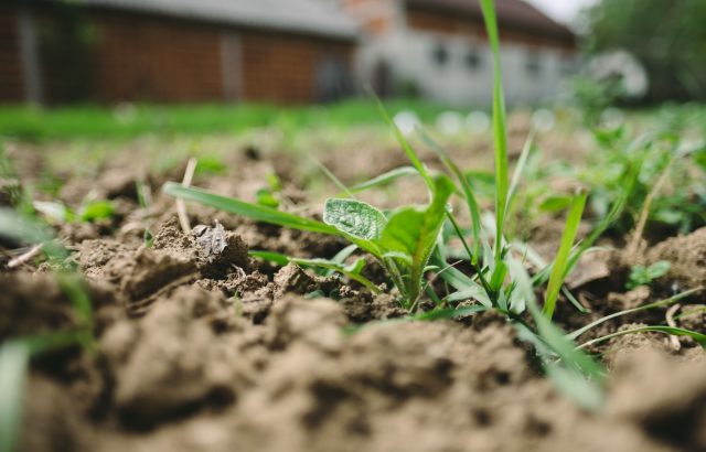 除草剤に頼らない、最新除草方法＆新しい除草方法。畑の除草はプロに頼む？！