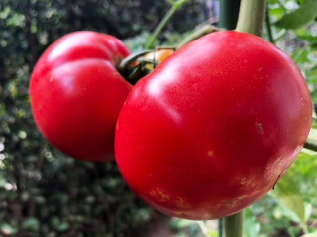 固定種・在来野菜を守りたい人必見！自家採種のやり方と工夫したいポイント。｜画像２