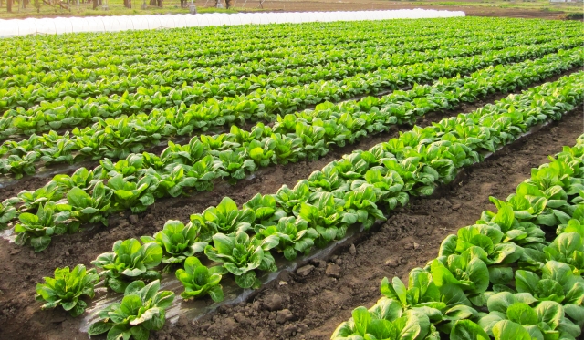 注目集まる業務用野菜生産【後編】業務用野菜生産の助成金について｜画像１