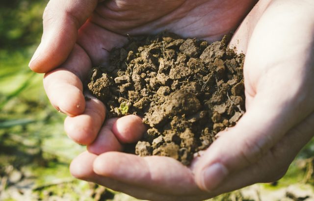 微生物は土壌改良の役に立つ【後編】微生物の生態を利用した土壌改良法とは