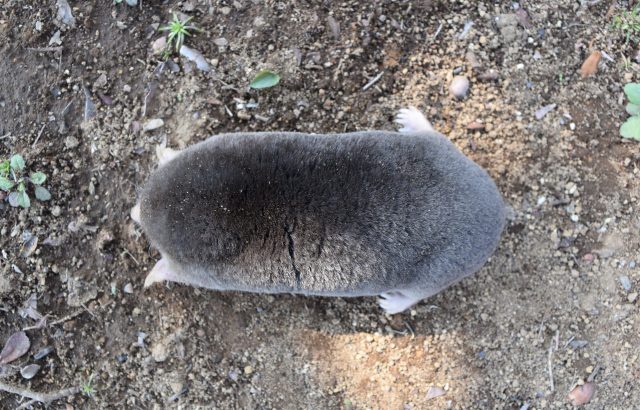 害獣モグラ対策【前編】まずはモグラの生態を掴もう！