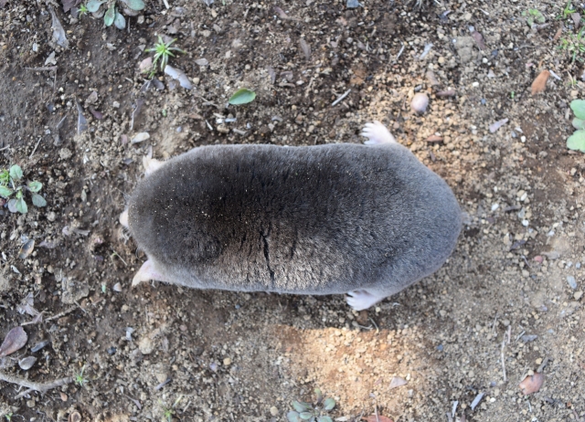 害獣モグラ対策【前編】まずはモグラの生態を掴もう！｜画像１