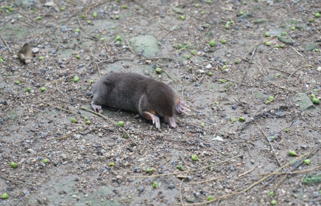 害獣モグラ対策【後編】モグラの生態を活かした対策法3選＋α｜画像１