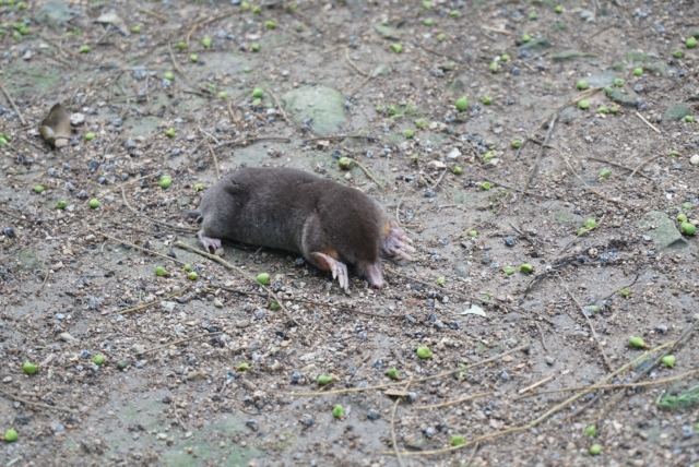 害獣モグラ対策【後編】モグラの生態を活かした対策法3選＋α｜画像１