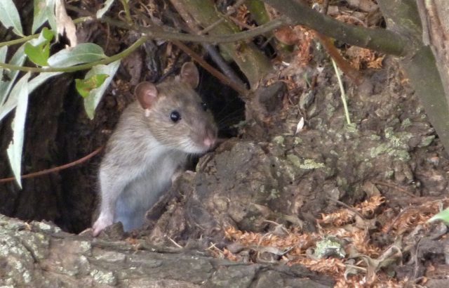 農業の害獣ネズミから作物を守るために。対策前に知っておきたいネズミの生態