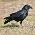 農業の天敵カラスから作物を守るために【前編】鳥害対策前に知っておきたいカラスの生態