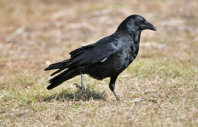 農業の天敵カラスから作物を守るために【前編】鳥害対策前に知っておきたいカラスの生態