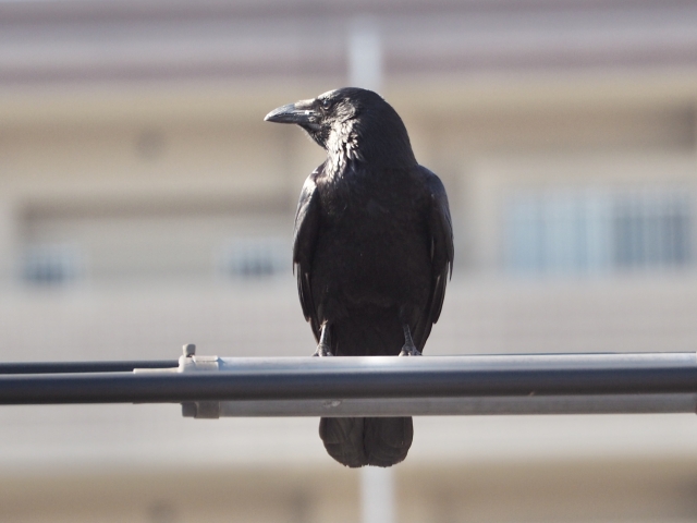 農業の天敵カラスから作物を守るために【前編】鳥害対策前に知っておきたいカラスの生態｜画像２