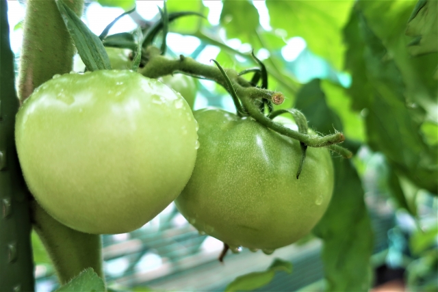 日照不足で起こりうる影響と野菜類全般に対する日照不足対策について。｜画像２