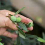 国産オリーブ栽培に挑戦するなら、知っておきたい基礎知識【前編】