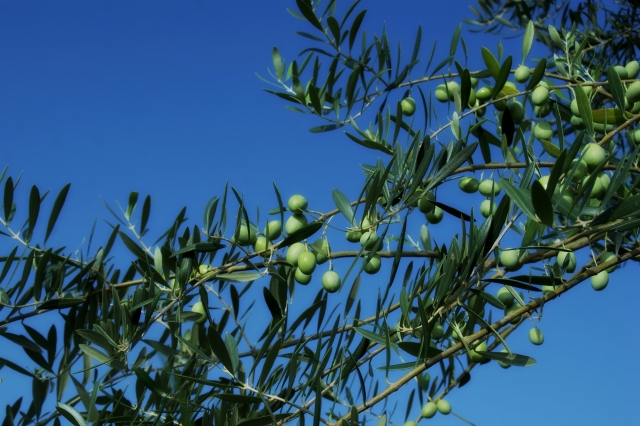 国産オリーブ栽培に挑戦するなら、知っておきたい基礎知識【前編】｜画像２