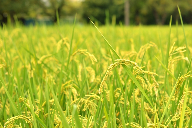 伝統農法「冬水田んぼ」。雑草を減らすのに役立ち、豊かな土壌にする農法について。 | 農業メディア│Think and Grow ricci