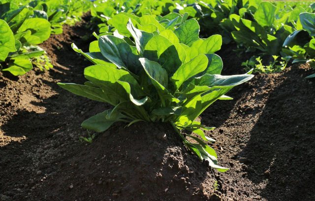 野菜の特性と養分管理のコツ【前編】軟弱野菜と結球野菜について