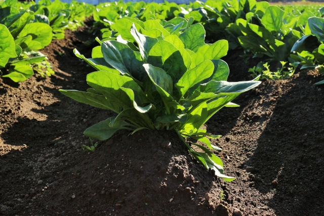 野菜の特性と養分管理のコツ【前編】軟弱野菜と結球野菜について｜画像１