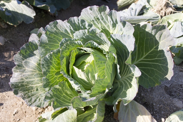 野菜の特性と養分管理のコツ【前編】軟弱野菜と結球野菜について｜画像２